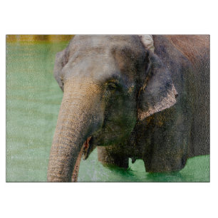 Asiatischer Elefant im grünen Wasser, TierFoto Schneidebrett