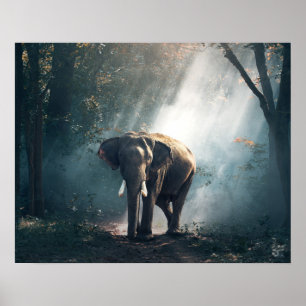 Asiatischer Elefant in einem sonnenbeleuchteten Wa Poster