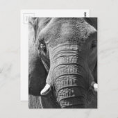Asiatischer Elefant in Schwarz und Weiß Postkarte (Vorne/Hinten)