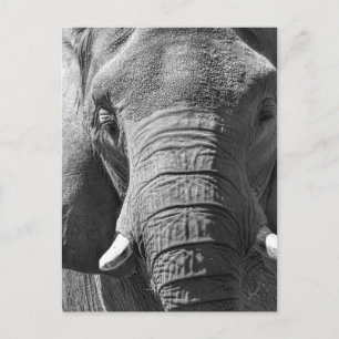 Asiatischer Elefant in Schwarz und Weiß Postkarte