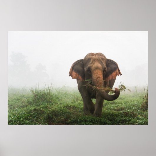 Asiatischer Elefant in Thailand Poster (Vorne)