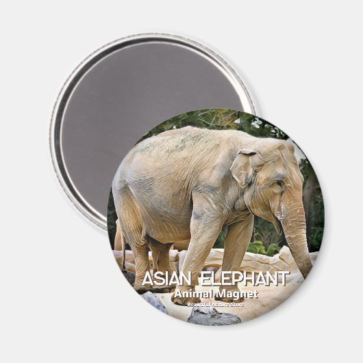 Asiatischer Elefant Magnet (Vorderseite/Rückseite)