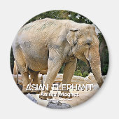 Asiatischer Elefant Magnet (Vorne)