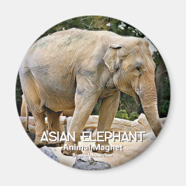 Asiatischer Elefant Magnet