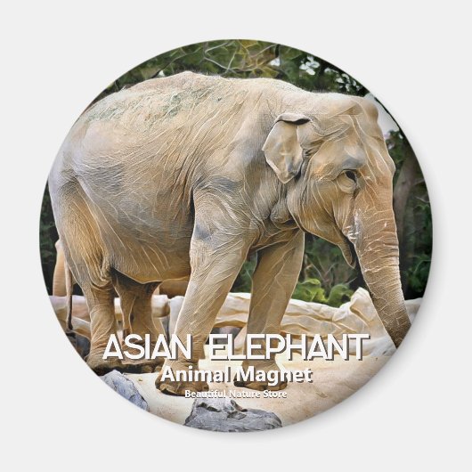 Asiatischer Elefant Magnet (Vorne)