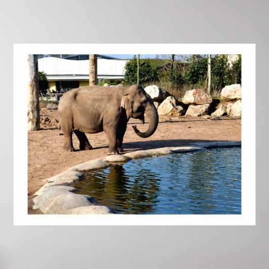 Asiatischer Elefant Poster (Vorne)