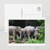Asiatischer Elefant Postkarte (Vorne/Hinten)