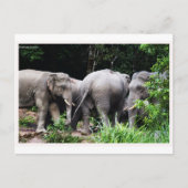 Asiatischer Elefant Postkarte (Vorderseite)
