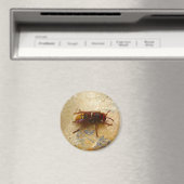 Asiatischer Hornet Magnet (In Situ (Geschirrspüler))