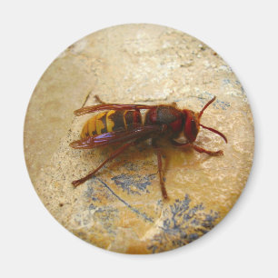 Asiatischer Hornet Magnet