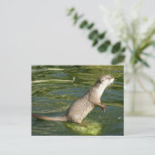 Asiatischer kurzer Kratzerotter Postkarte (Stehend Vorderseite)