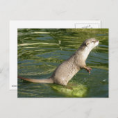 Asiatischer kurzer Kratzerotter Postkarte (Vorne/Hinten)