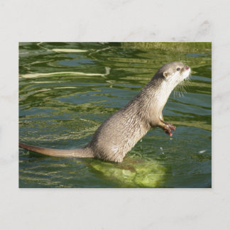 Asiatischer kurzer Kratzerotter Postkarte