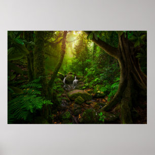 Asiatischer Regenwalddschungel, Boden, Amazon, Asi Poster