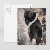 Asiatischer Schwarzbär Postkarte (Vorne/Hinten)