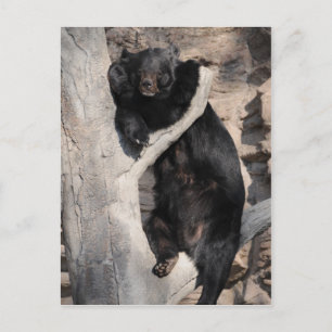 Asiatischer Schwarzbär Postkarte