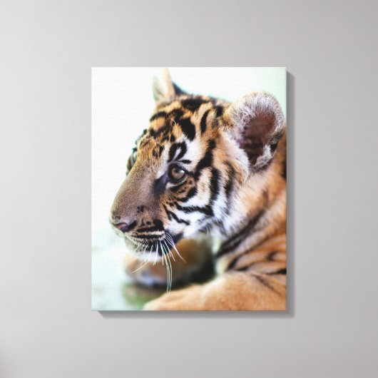 Asiatischer Tiger Leinwanddruck (Vorderseite)