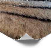 Asiatischer Tiger Poster (Ecke)