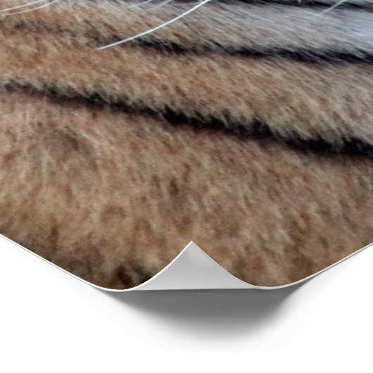 Asiatischer Tiger Poster (Ecke)