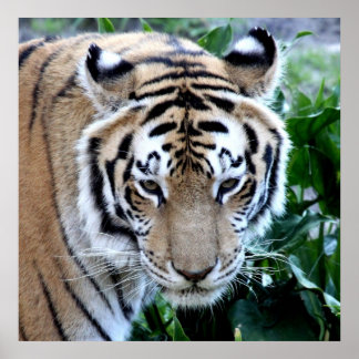 Asiatischer Tiger Poster