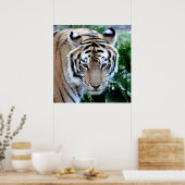 Asiatischer Tiger Poster (Küche)