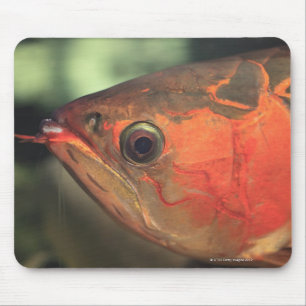 Asiatisches arowana mousepad
