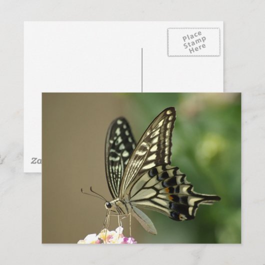 asiatisches Frack Postkarte (Vorne/Hinten)