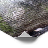 Asiatisches Schwarzbärenposter Poster (Ecke)