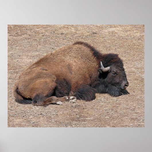 Asiatisches Wasserbüffel Poster (Vorne)