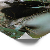 Asien, China, Chengdu. Giant Panda - 2 Poster (Ecke)