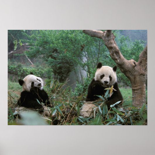 Asien, China, Chengdu. Giant Panda - 2 Poster (Vorne)