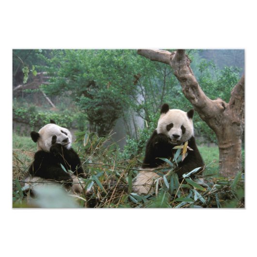 Asien, China, Chengdu. Giant Panda Sanctuary Fotodruck (Vorne)