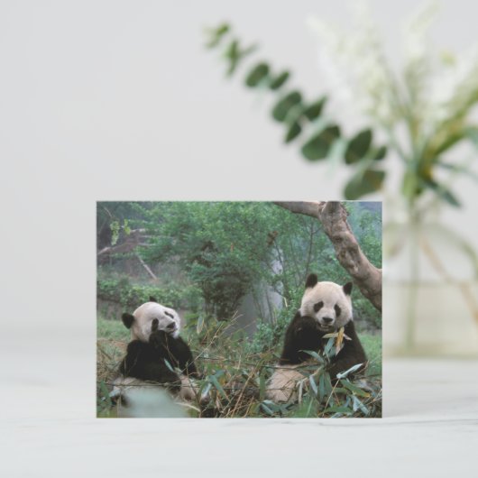 Asien, China, Chengdu. Giant Panda Sanctuary Postkarte (Stehend Vorderseite)