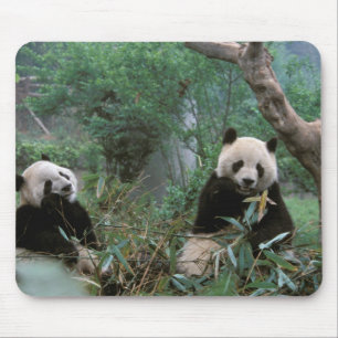 Asien, China, Chengdu. Riesige Pandas-Anlage Mousepad