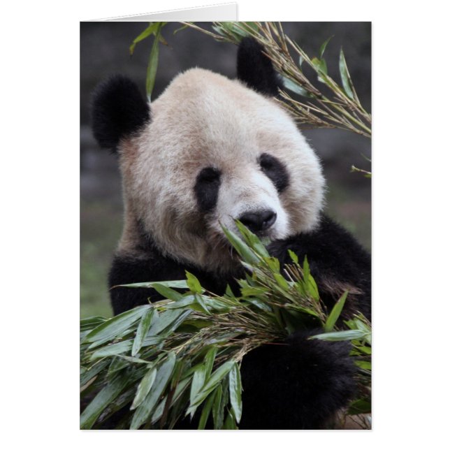 Asien, China Chongqing. Giant Panda (Vorne)