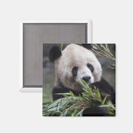 Asien, China Chongqing. Giant Panda Magnet (Vorderseite/Rückseite)