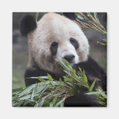 Asien, China Chongqing. Giant Panda Magnet (Vorne)