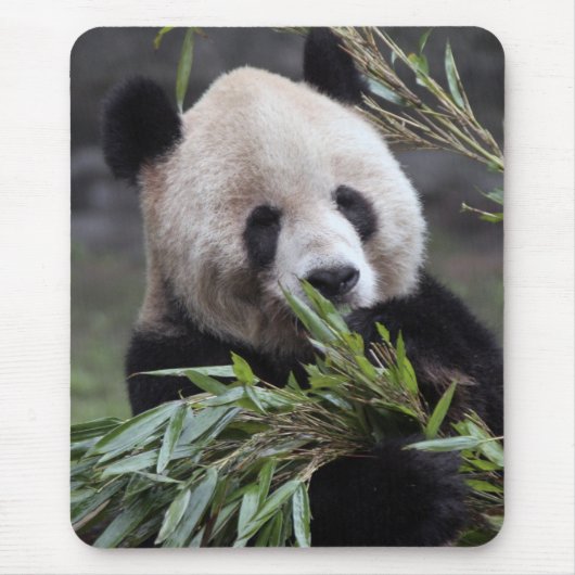 Asien, China Chongqing. Giant Panda Mousepad (Vorne)