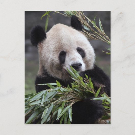 Asien, China Chongqing. Giant Panda Postkarte (Vorderseite)
