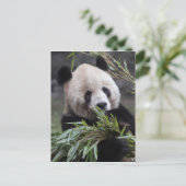 Asien, China Chongqing. Giant Panda Postkarte (Stehend Vorderseite)