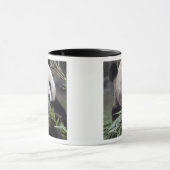 Asien, China Chongqing. Giant Panda Tasse (Zentrum)