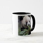 Asien, China Chongqing. Giant Panda Tasse (VorderseiteRechts)