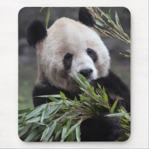 Asien, China Chongqing. Riesenpanda Mousepad