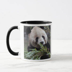 Asien, China Chongqing. Riesenpanda Tasse