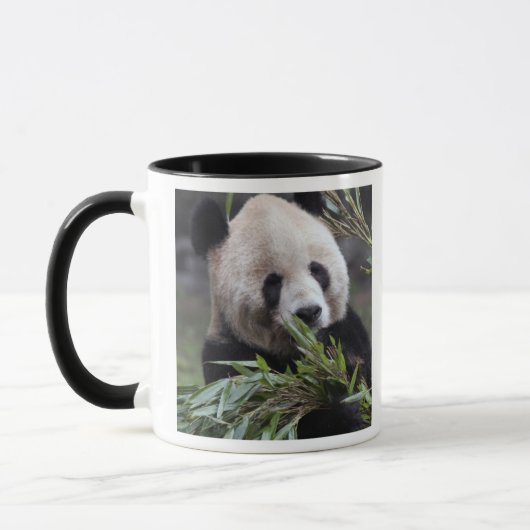 Asien, China Chongqing. Riesenpanda Tasse (Links)