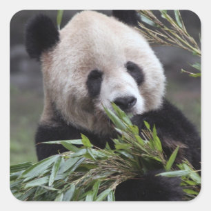 Asien, China Chongqing. Riesiger Panda Quadratischer Aufkleber