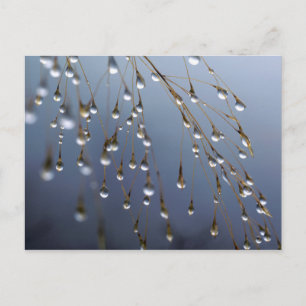 Asien, China   Huansan, Dewdrops Postkarte