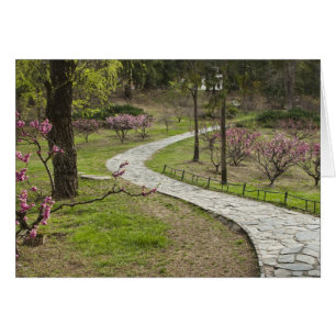 Asien, China, Peking. Frühjahrsblüten entlang