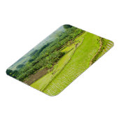 Asien, China, Provinz Yunnan, Honghe. Banana Magnet (Linke Seite)