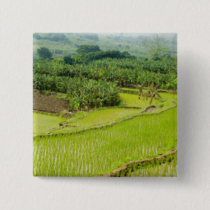 Asien, China, Provinz Yunnan, Honghe. Banane Button